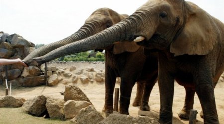 Trip to the zoo boosts pupils' writing skills by nine months