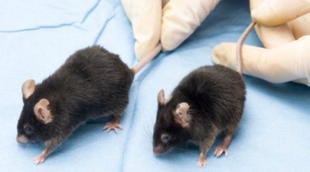 Alzheimer's research 'needs new strategy'