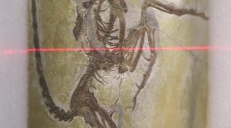 X-rays shine new light on mystery 'bird'