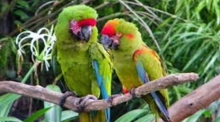 IUCN welcomes Azerbaijan as new state member