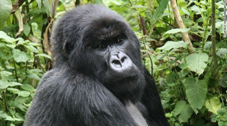 9 of the world's most controversial foods - PHOTO