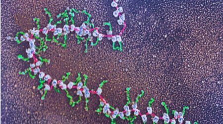 'First drafts' of human protein catalogue published