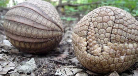 Row over protection for World Cup mascot armadillo - PHOTO
