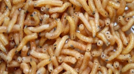 How insects could feed the food industry of tomorrow