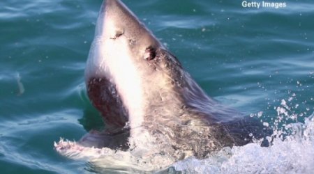 What devoured this great white shark?
