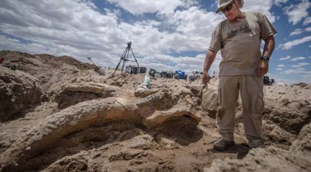 Accidental discovery of ancient stegomastadon skull - PHOTO