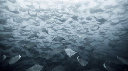 SENSATIONAL entries to the National Geographic photo competition - PHOTO
