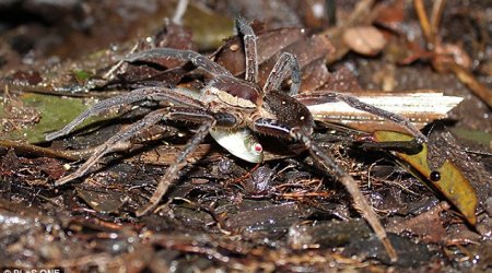 Scientists discover fish-eating SPIDERS - PHOTO