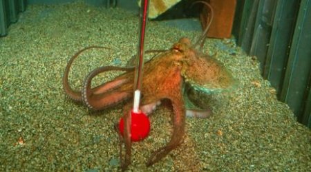 The alien brains living on Earth - PHOTO