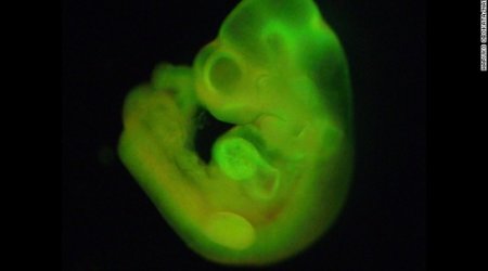 'Breakthrough' stem cell study retracted