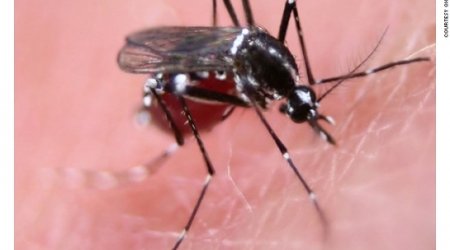 Kill switch: breeding kamikaze mosquitoes