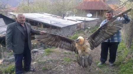 The story of a mountain eagle