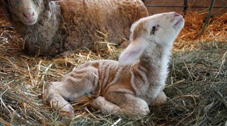 If you care about animals, you need stop wearing wool