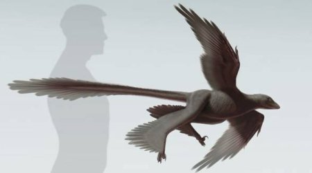 New discovery suggests dinosaurs could fly before birds - PHOTO