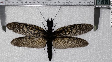 World's largest aquatic insect specimen found - PHOTO