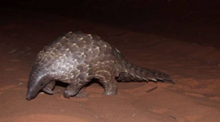 This animal risks extinction for being too delicious