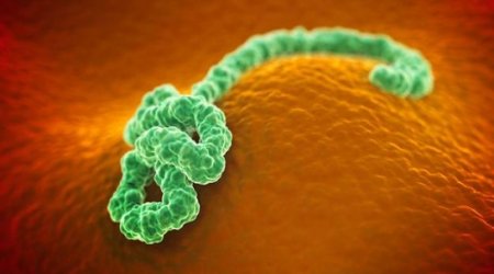 Ebola: How easily do germs spread on planes?