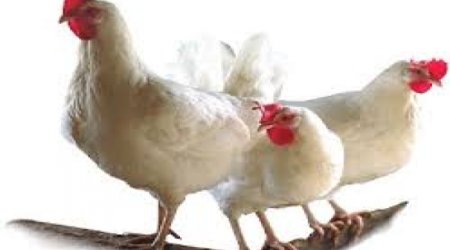 Azerbaijan may supply Russia with chicken