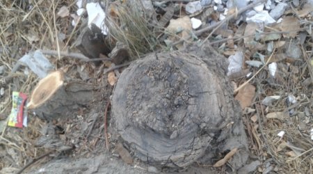 Mehriban Əliyevanın iradı bəhrə verdi - FOTO+VİDEO