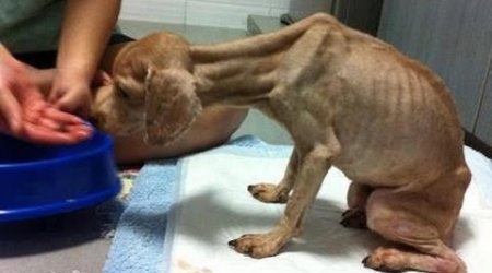 The Saddest video in the World - PHOTO+VIDEO