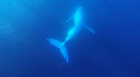 The newest spot to swim with whales - PHOTO