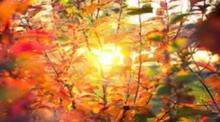 Baku weather forecast for August 20