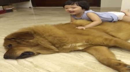 Toddler cuddles with her gentle giant dog - VIDEO