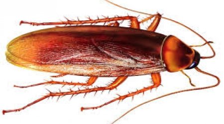 Eating cockroaches in China: Healing and delicious?