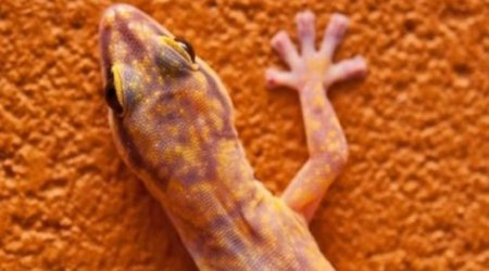 Sex geckos die in orbit on Russian space project