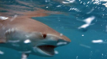 Gang of killer whales paralyse a tiger shark -m PHOTO+VIDEO