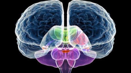 Brain injury in the womb might be root of autism