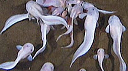 'Deepest ever' living fish filmed - PHOTO