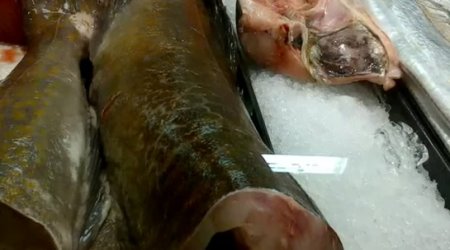 Headless fish comes back to life - VIDEO