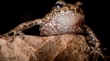 Lost frogs: finding the world's rarest amphibians - PHOTO