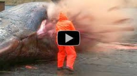 Exploding whale carcass caught on camera in the Faroe Islands - PHOTO+VIDEO