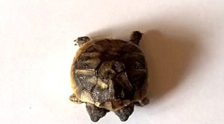 DOUBLE-HEADED tortoise born in Denmark - PHOTO+VIDEO