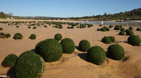Where did the green 'alien eggs' come from? - PHOTO