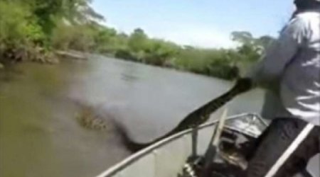 Incredible footage of man taking giant anaconda by the tail - VIDEO