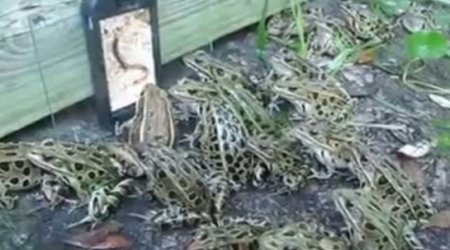 Bizarre video shows hungry amphibians crowding around footage of worms - VIDEO