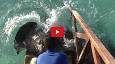 Stingray jumps onto ramp for food - VIDEO