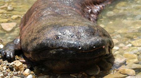 Giant Salamander Emerges from River in Japan - PHOTO+VIDEO