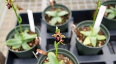 “Xarı Bülbül”ə kino çəkilir