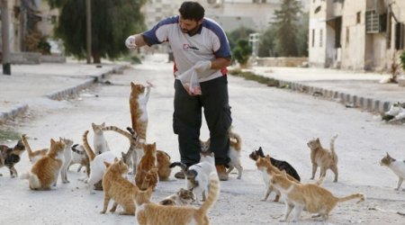 Picture of the day: Cats of Aleppo