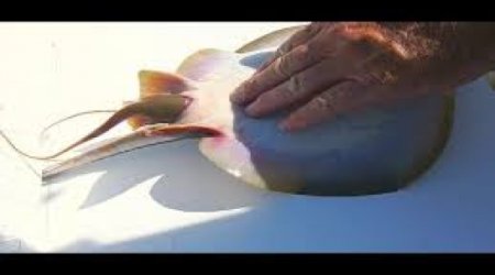 Fisherman Helps Stingray Give Birth - VIDEO