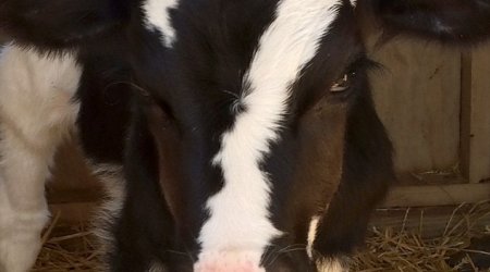 Baby calf born with a perfect white number seven - PHOTO