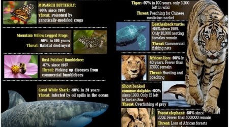 HALF the world's wild animals have disappeared in 40 years - PHOTO