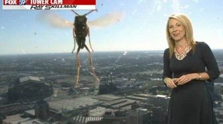 When insects attack!