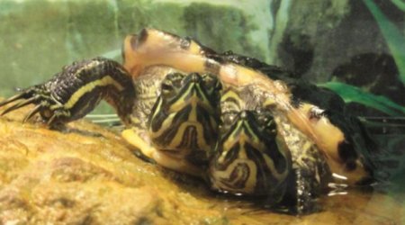 World's weirdest animals - PHOTO+VIDEO