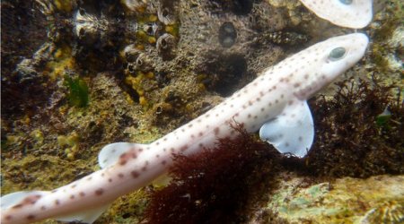 Sharks can be 'social or solitary' - PHOTO