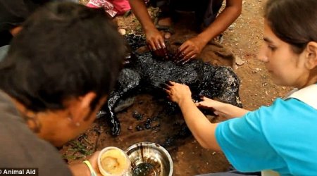 The dog that turned into a rock - PHOTO+VIDEO